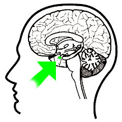 Picture Of Amygdala